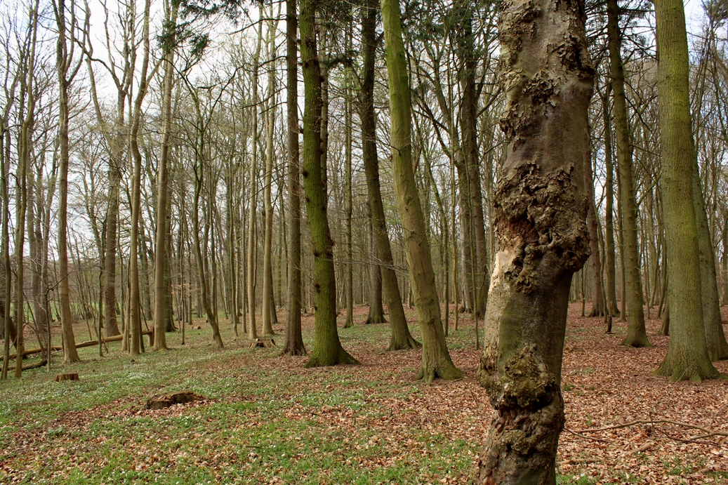Altholzinsel im Revier Pennin